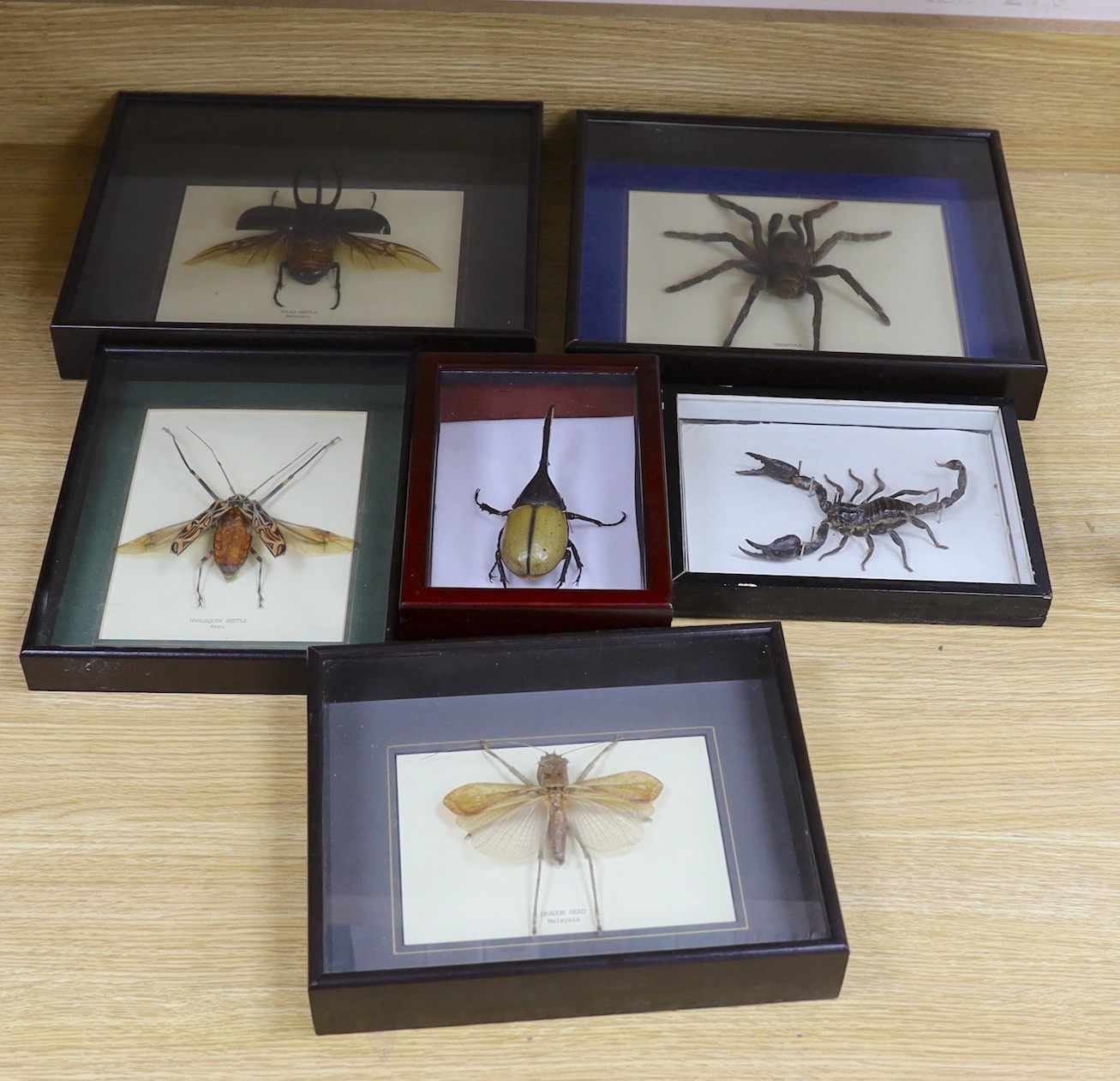 Entomology- Atlas beetle, Tarantula, Harlequin beetle, Hercules beetle, scorpion and Dragon Head Grasshopper specimens, in glazed cases, largest case is 31.5 cm across